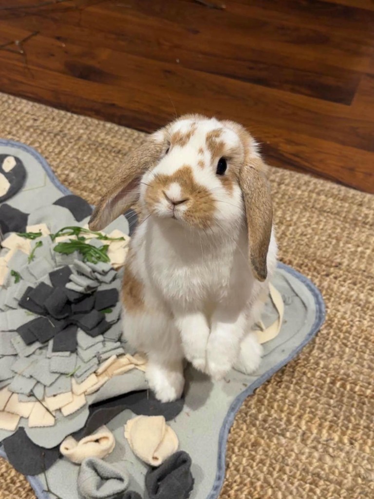 Twixi sitting upright looking curious