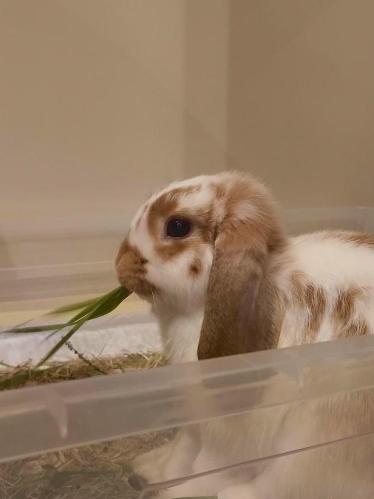 Twixi chewing a blade of grass